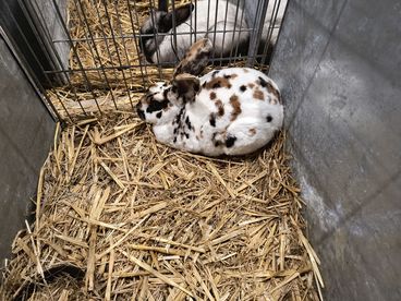XX Ogólnopolska Wystawa Królików Rasowych w Wieluniu za nami